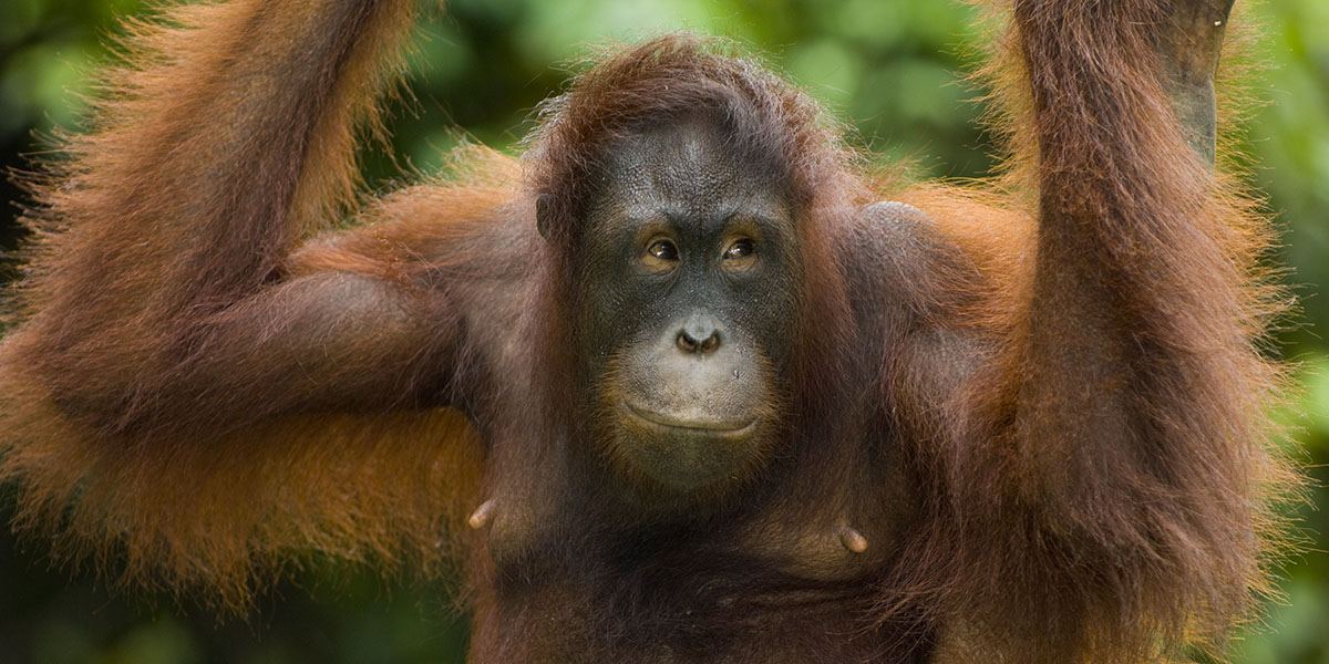 Borneo · Sarawak