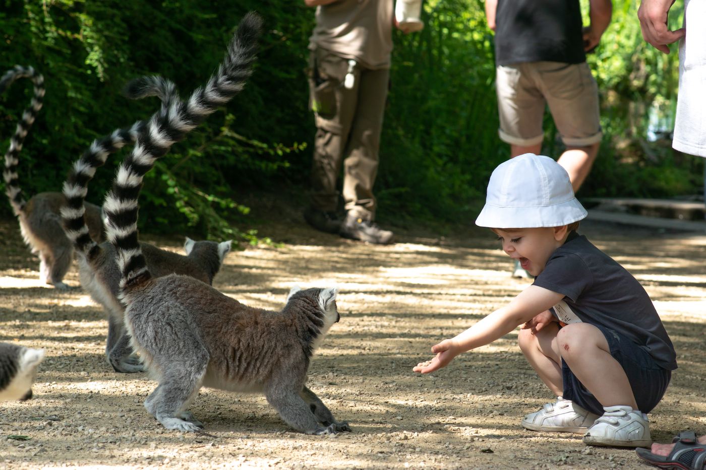 Madagascar · Andasibe